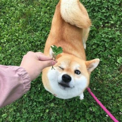 Cám tăng trọng cho chó giúp tăng cân nhanh và an toàn